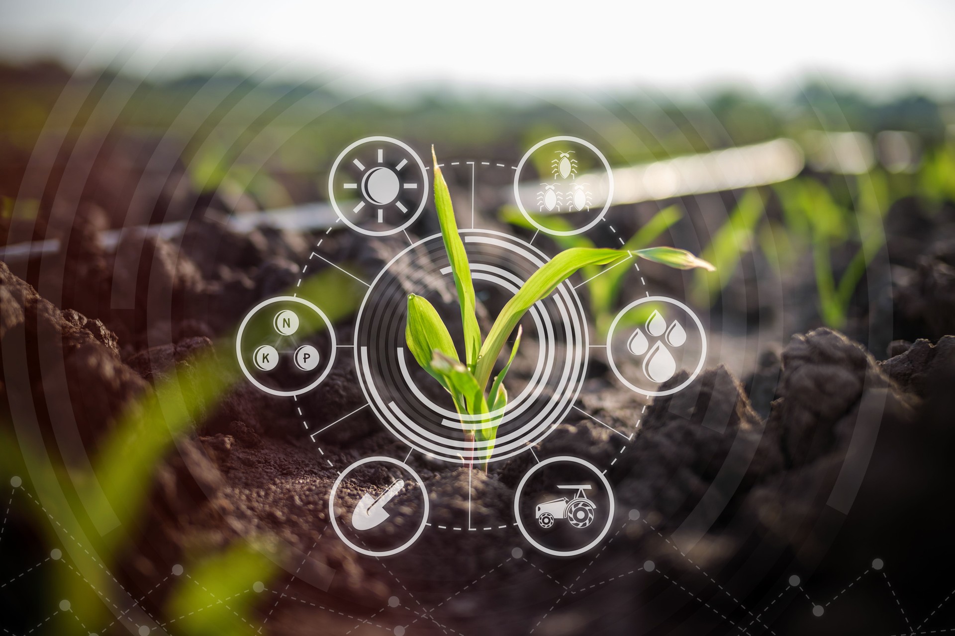 Maize seedling in cultivated agricultural field with graphic concepts modern agricultural technology